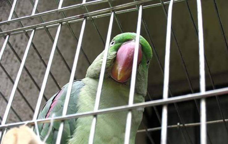В Индии арестован попугай-матерщинник