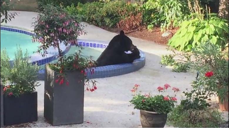 Медведь спрятался от жары в бассейне канадской семьи