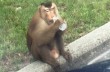 Полиция Флориды "арестовала" обезьяну, которая воровала и ела письма из почтовых ящиков