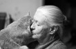 В Швеции внучка отсудила кота у бабушки