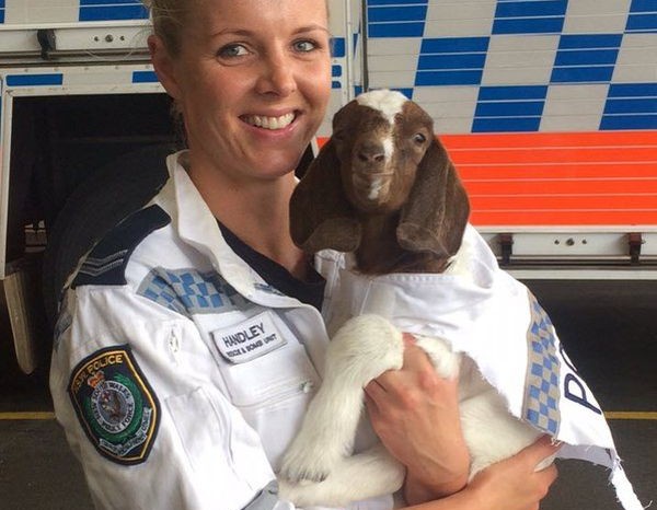 На службу в полицию Австралии поступил козел