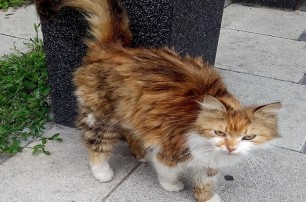 Киевская кошка-путешественница месяц шла домой с Троещины на Виноградарь