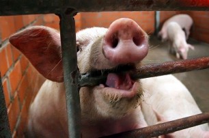 Молдова запретила ввоз украинской свинины из-за африканской чумы