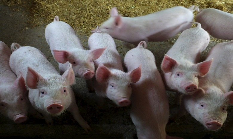 Глава Минагропрода предложил выплачивать компенсацию предприятиям за изъятых в связи с АЧС свиней