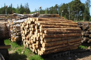 ЕС поддерживает Украину в ее желании защитить свои леса и отмечает, что введенный запрет на экспорт кругляка не предотвращает незаконную вырубку