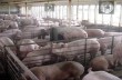 Молдова полностью запретила поставки свинины из Украины