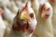 В двух областях Украины зафиксирован птичий грипп