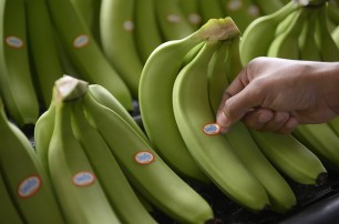В Испанию хотели ввезти 9 тонн кокаина в контейнере с бананами