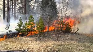 Лесной пожар на Херсонщине