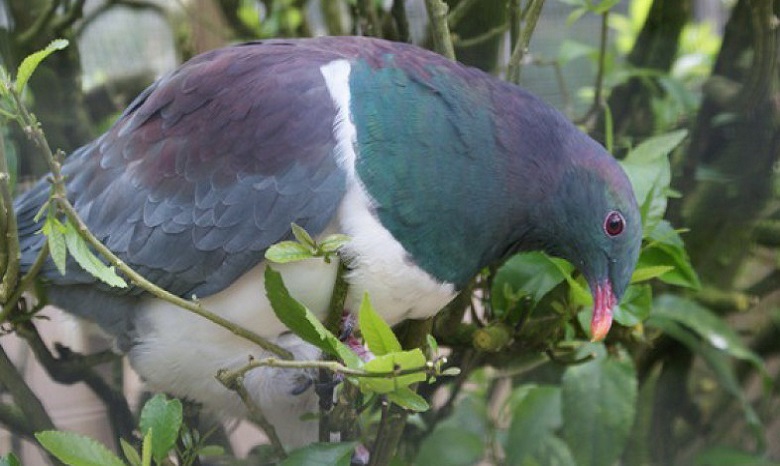 В Новой Зеландии пьяный голубь стал птицей года (ВИДЕО)
