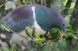 В Новой Зеландии пьяный голубь стал птицей года (ВИДЕО)