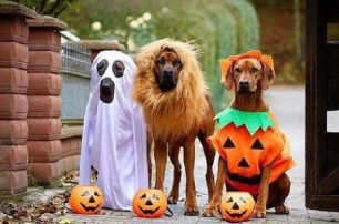 В Сети отыскали самые смешные костюмы на Хэллоуин (ФОТО)
