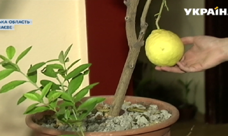Грибы на подоконнике и лимон в гостиной: украинцы увлеклись выращиванием "экзотики"