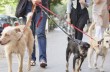Украинцы предлагают ввести налог на собак