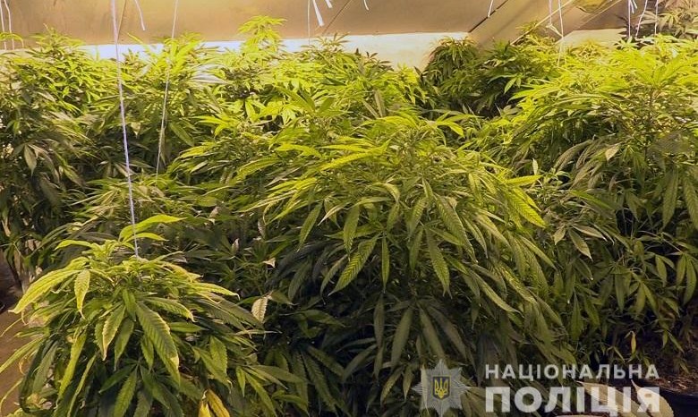 Предпримчивый наркоагроном выращивал в киевской высотке коноплю