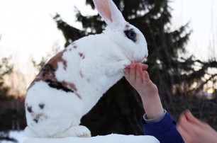 Кролик из Финляндии попал в книгу рекордов Гиннесса (видео)