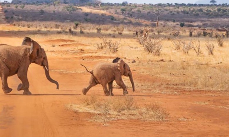 В ЮАР обнаружили редкого розового слоненка