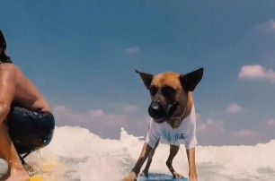 В Израиле пес-серфингист стал звездой
