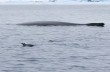 Один день из жизни украинских полярников в компании китов и тюленей