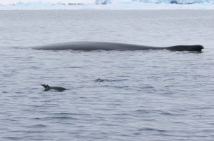 Один день из жизни украинских полярников в компании китов и тюленей