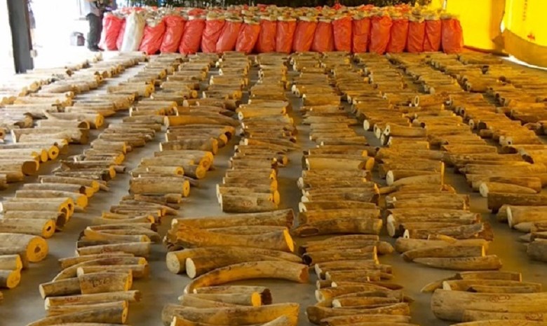 В Сингапуре конфисковали рекордную партию в 9 тонн слоновых бивней