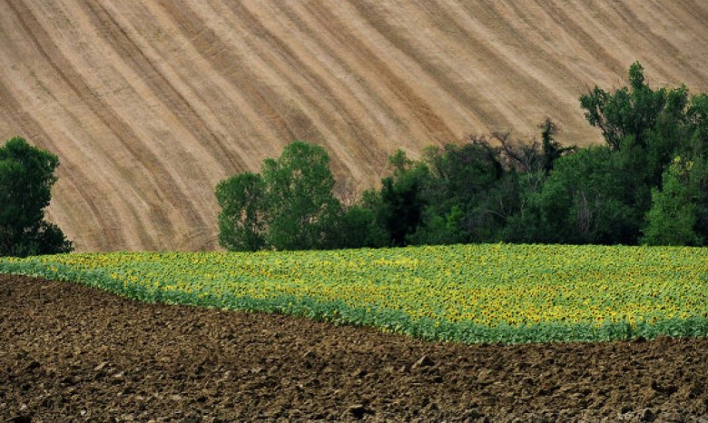 Зеленский: Украина проведет земельную реформу до конца года