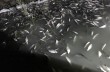 На Херсонщине погибло свыше 2 миллионов особой рыбы