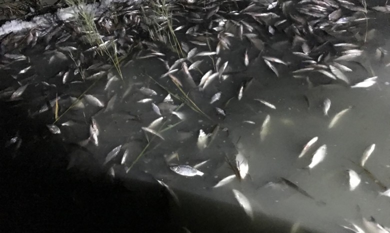 На Херсонщине погибло свыше 2 миллионов особой рыбы