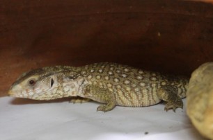 Харьковский зоопарк обменял детенышей нильских крокодилов на варанов
