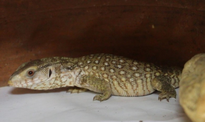 Харьковский зоопарк обменял детенышей нильских крокодилов на варанов