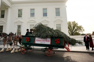 В Белый дом привезли рождественскую ель