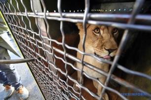 Пятерых украинских львов отправили в заповедник в Африке