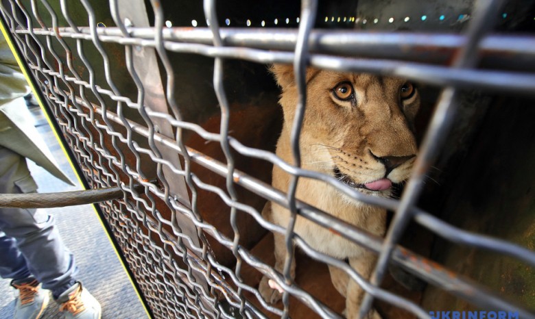 Пятерых украинских львов отправили в заповедник в Африке