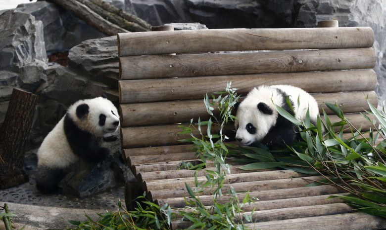 Берлинские панды-близнецы впервые вышли в свет