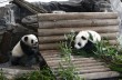 Берлинские панды-близнецы впервые вышли в свет