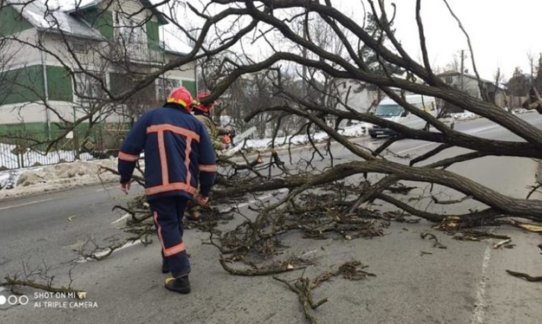 Поваленные деревья и школы без крыш - на Прикарпатье "разгулялся" ветер