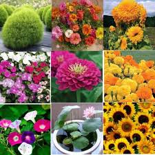 Семена цветов: несколько слов о выборе посадочного материала и важности его качества