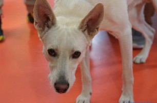 Самые высокие уши: киевский пес из приюта установил национальный рекорд