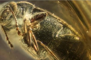 Найденный в янтаре на Ривненщине жук жил 37 миллионов лет назад