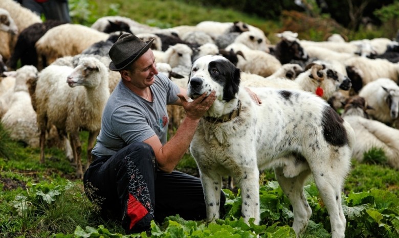 Пастухи в Карпатах держат собак, похожих на овец