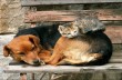 В УПЦ назвали заботу о бездомных животных важным уроком любви
