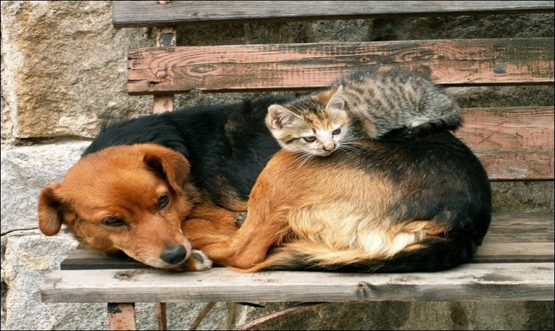 В УПЦ назвали заботу о бездомных животных важным уроком любви