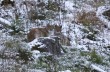 На Прикарпатье сделали редкие снимки рыси в природе