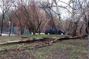 В Киеве сильный ветер поломал ветки и повалил деревья в парках