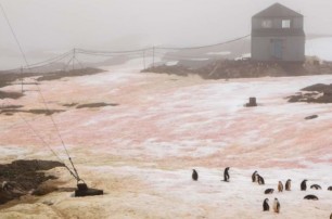 Зеленый и малиновый: в Антарктиде "зацвел" снег