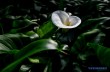 В Запорожском ботаническом саду расцвели гиацинты и кливии