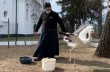 На Полтавщине в монастыре УПЦ рассказали о «птицах-миссионерах»