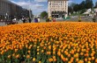 В Киеве в честь Героев Небесной сотни расцвели 100 тысяч тюльпанов