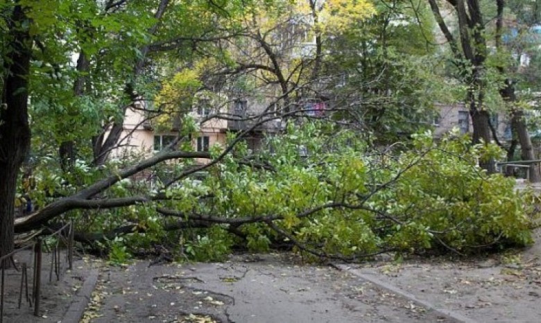 Сильный ветер повалил деревья в Харькове