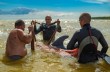 На Херсонщине спасли дельфина, которого шторм прибил к берегу